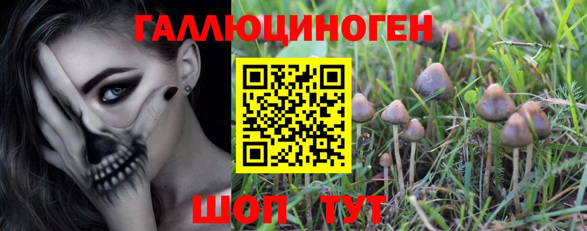 Галлюциногенные грибы Psilocybine cubensis Камышлов